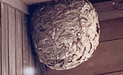 ボール型でマダラ模様の巣ができている