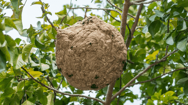 スズメバチ,蜂の巣,種類,見分け方