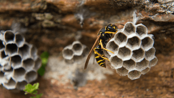 蜂の巣駆除,アシナガバチ,相場