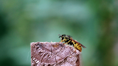 蜂の巣駆除,戻りバチ,戻ってくる