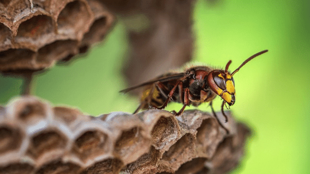 蜂の巣駆除,再発.予防方法