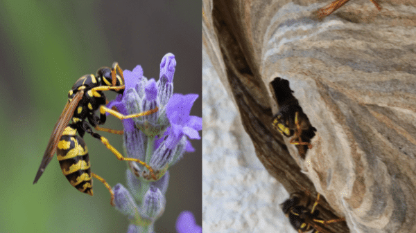蜂の巣駆除,スズメバチ,相場