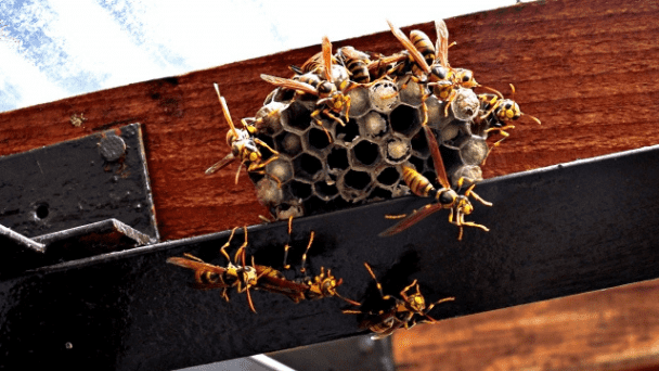 蜂の巣駆除,時間帯