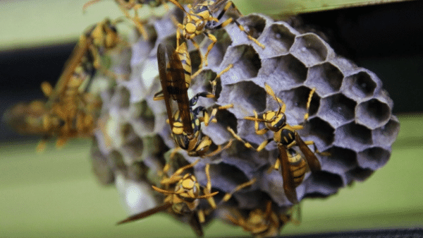 アシナガバチ,巣,放置