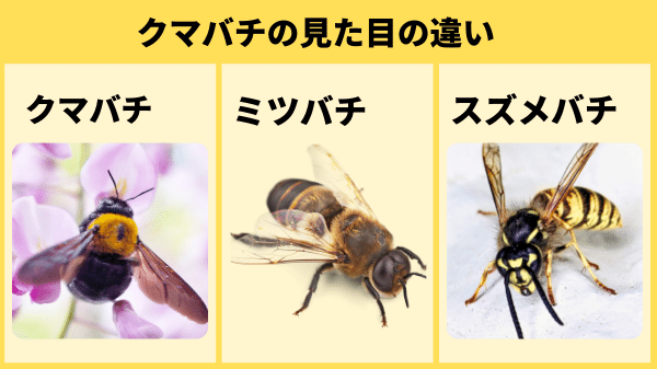 蜂の巣駆除,クマバチ,見分け方