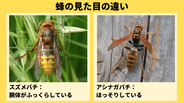 スズメバチ,アシナガバチ,違い